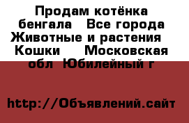 Продам котёнка бенгала - Все города Животные и растения » Кошки   . Московская обл.,Юбилейный г.